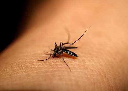 The bigger the mosquito pack, the more toxic it is?  The truth is...